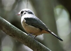 Colluricincla rufogaster