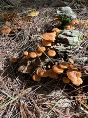 Xeromphalina