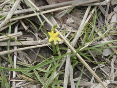 Hypoxis hygrometrica