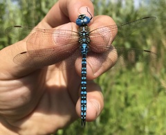 Aeshna affinis