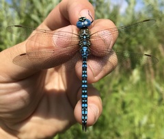 Aeshna affinis
