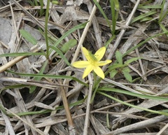 Hypoxis hygrometrica