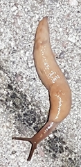 Ambigolimax valentianus