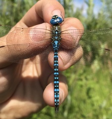 Aeshna affinis