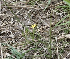Hypoxis hygrometrica