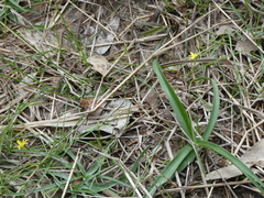 Hypoxis hygrometrica