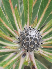 Protea neriifolia