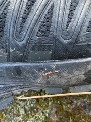 Myrmecia nigrocincta