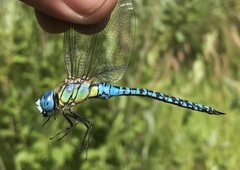 Aeshna affinis