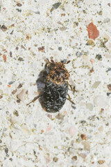 Dermestes undulatus
