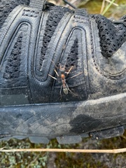 Myrmecia nigrocincta