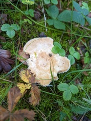 Lactarius pubescens