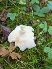 Lactarius pubescens