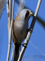 Panurus biarmicus