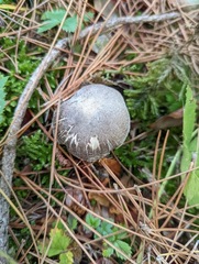 Tricholoma terreum