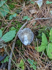 Tricholoma terreum