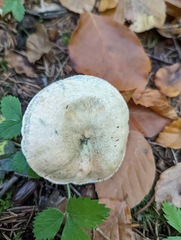Lactarius deterrimus
