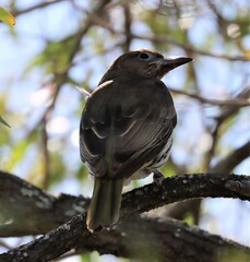 Sphecotheres vieilloti