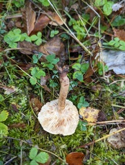 Fungi