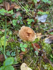 Fungi
