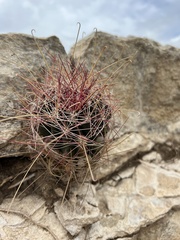Hamatocactus hamatacanthus