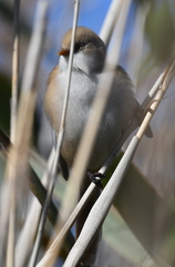 Panurus biarmicus