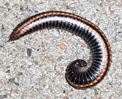 Ommatoiulus sabulosus