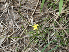 Hypoxis hygrometrica