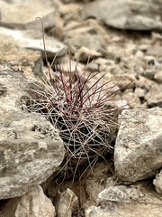 Hamatocactus hamatacanthus hamatacanthus