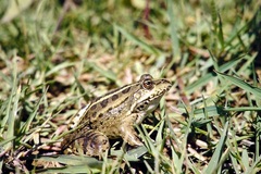 Pelophylax bedriagae