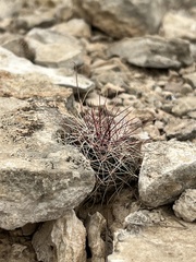 Hamatocactus hamatacanthus hamatacanthus