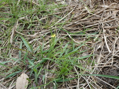 Hypoxis hygrometrica