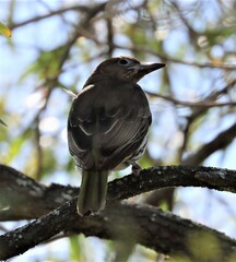 Sphecotheres vieilloti