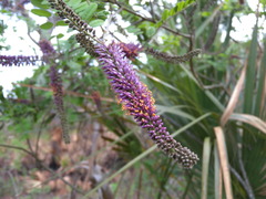 Amorpha