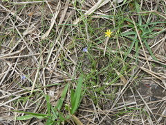 Hypoxis hygrometrica