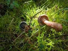 Lactarius aurantiosordidus