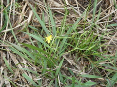 Hypoxis hygrometrica