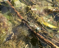 Aeshna soneharai