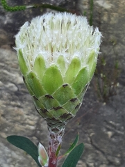 Protea mundii