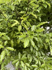 Pittosporum