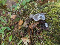 Tricholoma terreum