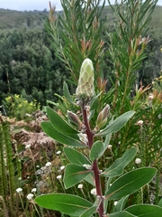 Protea mundii