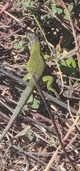 Lacerta bilineata