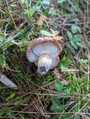 Tricholoma fracticum