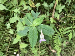 Impatiens uniflora