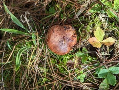 Tricholoma fracticum