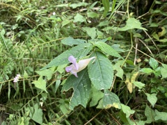Impatiens uniflora
