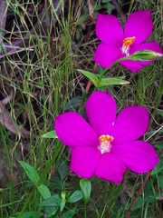 Chironia melampyrifolia