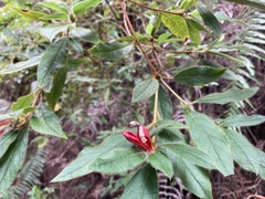 Rhododendron oldhamii