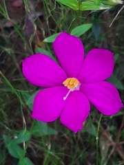 Chironia melampyrifolia